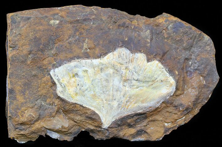Fossil Ginkgo Leaf From North Dakota - Paleocene #58989